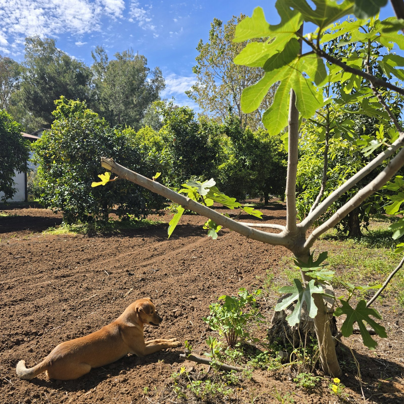 Village Camping Fico d'India